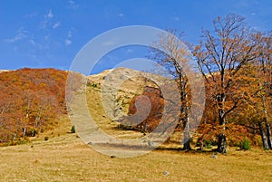 Beech forest in autumn
