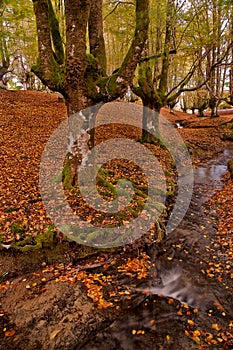 Beech forest in the autumn