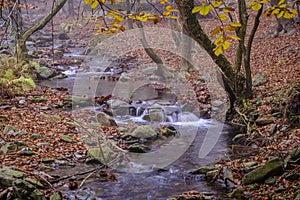 Beech forest in autumn.