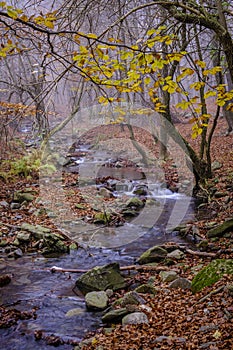 Beech forest in autumn.