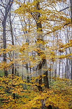 Beech forest in autumn.