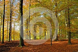 Beech forest in autumn