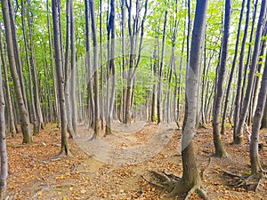 Beech forest in Autumn