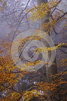 Beech forest in autumn in Catalonia (Spain)