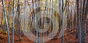 Beech forest in autumn