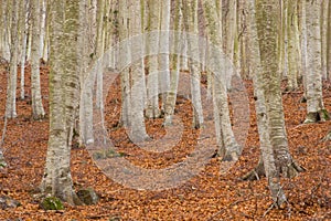 Beech forest in autumn. Montseny.