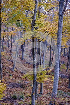 Beech forest in autumn in Montseny (Spain)