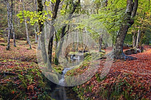 Beech forest in autumn, National Park of Peneda Geres, Portugal photo