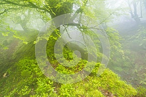 Beech forest. Belaustegi, Natural Park of Gorbeia