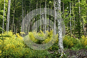 Beech forest with blooming gorse on the mountains in Tuscany, Italy