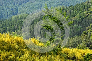 Beech forest with blooming gorse on the mountains in Tuscany, Italy