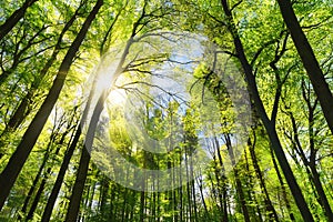 Beech forest with bright green sunlit leaves