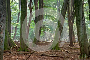 Beech forest with crooked trees and natural decay