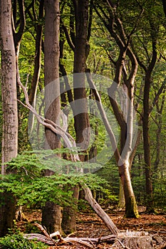 Beech forest with crooked trees and natural decay