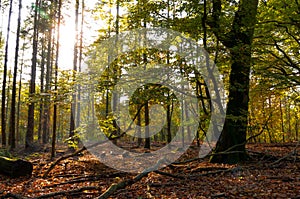 Beech forest Fagus sylvatica in autumn with sun rays through leaves.