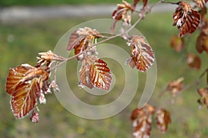 Beech forest Fagus sylvatica L., a branch with young leaves and flowers