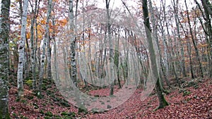 Beech Forest with Falling Leaves in Autumn