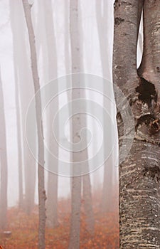 Beech Forest in the Fog