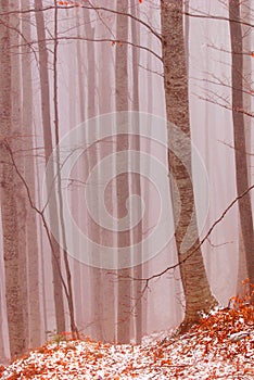 Beech Forest in the Fog