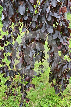 Beech forest, form purple drooping Fagus sylvatica L., f. Purpurea Pendula, branches with leaves photo