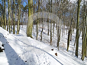 Beech forest in Gdansk moraine hills with white snow covering the soil, March 12th, 2023.