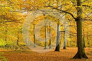 Beech forest in golden foliage