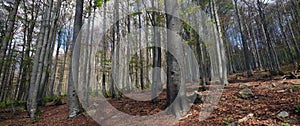 Deep Beech Forest under the Rachel Mountain photo