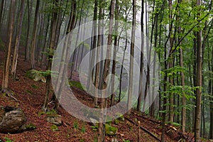 Beech forest in Harz Mountains