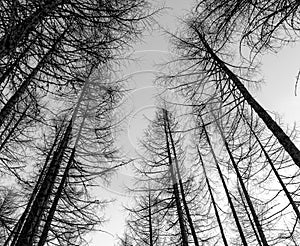 Beech forest high in the mountains in winter, Livigno, Italy photo