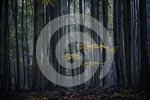 Beech forest with large dark tree trunks and a young seedling with golden leaves in front of them, natural landscape on a foggy