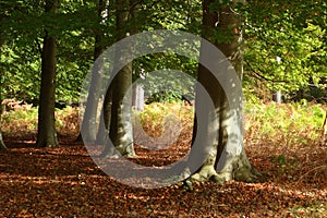 Beech forest in late summer