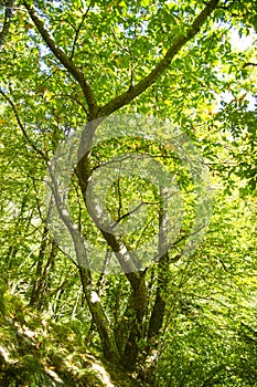 Beech forest late summer