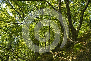 Beech forest late summer