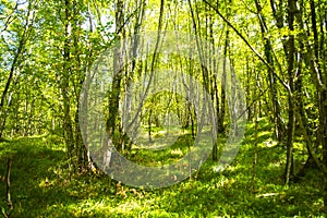 Beech forest late summer
