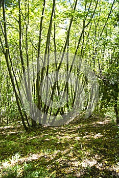 Beech forest late summer