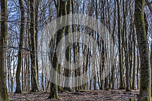 Beech forest without leaves in early spring in Carpathian mountains.