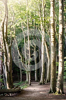 Beech forest in the light of the setting sun with a path in the foreground. Wolin National Park near Turquoise Lake photo