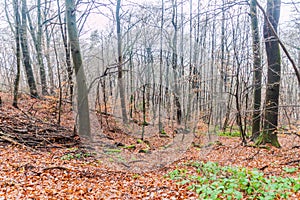 Beech forest at Michelsberg hill in Heidelberg, Germa photo