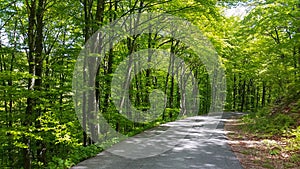 Beech forest in the middle of nowhere in Croatia