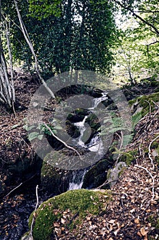 Beech forest of moncayo in soria photo