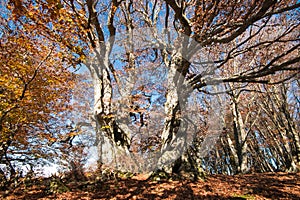 Beech forest on Mount San Vicino in an autumn morning photo