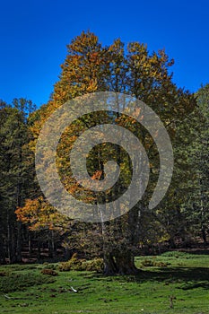 Beech tree with foliage of the bright colors of autumn photo