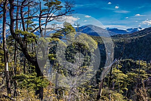 Beech Forest and Mountains