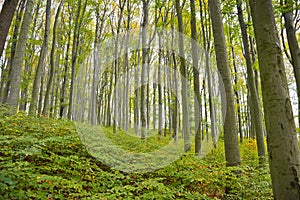 Beech forest with natural regeneration