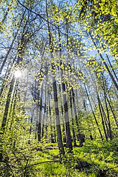 Bukový les u hradu Tematín, Slovensko, jarní čas