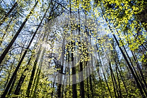 Bukový les u hradu Tematín, Slovensko, jarní čas