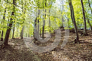 Beech forest near Tematin castle, Slovakia, spring time