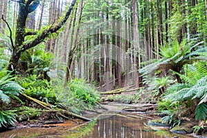 Beech Forest in the Otways Ranges along the Great Ocean Road, Australia