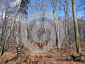 Beech forest in Poland