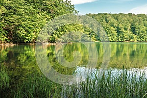 Bukový les odraz v jezeře